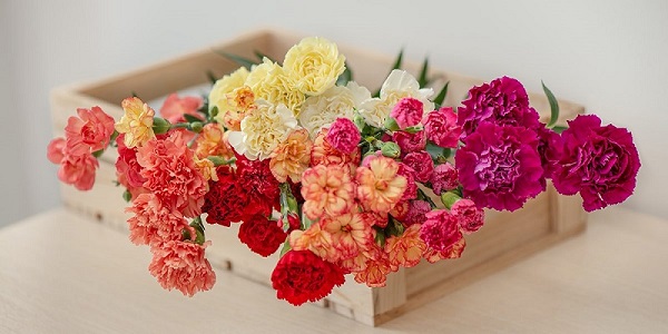 Ý Nghĩa Hoa Cẩm Chướng Màu Đỏ - Biểu Tượng Tình Yêu, Sự Tôn Trọng Và Mạnh Mẽ