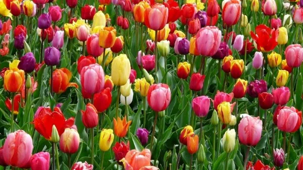 Hoa tulip có nguồn gốc từ Trung Đông